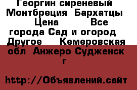 Георгин сиреневый. Монтбреция. Бархатцы.  › Цена ­ 100 - Все города Сад и огород » Другое   . Кемеровская обл.,Анжеро-Судженск г.